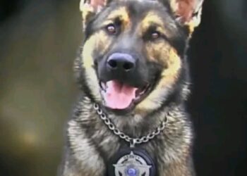 K-9 BART DIES AT JUST 2½ AFTER BEING LEFT WITHOUT WATER IN EXTREME HEAT — INVESTIGATION UNDERWAY IN TENNESSEE